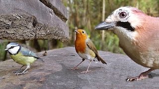 Movie For Cats  Little Birds in The Forest Garden [upl. by Hsara536]