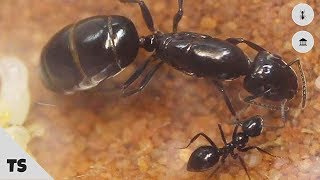 A practical guide to identifying ants [upl. by Mungam]