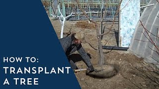 How to Transplant a Tree [upl. by Ayk]