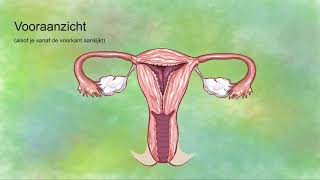 Vrouwelijk voortplantingsorganen [upl. by Ree110]