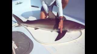 Dusky Shark Identification [upl. by Reames]