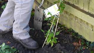 How to Plant a Clematis [upl. by Anoel635]