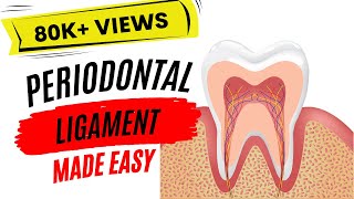 Periodontal ligament [upl. by Layol]