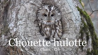 Chouette hulotte  chant et cri [upl. by Llyrpa353]