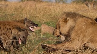 Lion vs Hyenas Original uncut epic battle [upl. by Ahsitniuq]