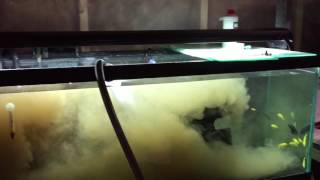 The Best Way To Cycle Your New Aquarium [upl. by Waddell]