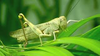 Insect name  Grasshopper [upl. by Marinelli]