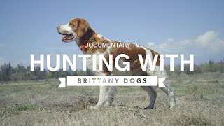 HUNTING WITH BRITTANY DOGS [upl. by Akkim]