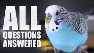 Everything You Need to know About Budgie Parakeet Care Compilation [upl. by Isnan121]