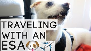 Traveling With An Emotional Support Animal ESA  AMERICAN AIRLINES  What To Expect [upl. by Mccord]