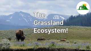 Ecosystems Episode 3 The Grassland Ecosystem [upl. by Afatsuom]