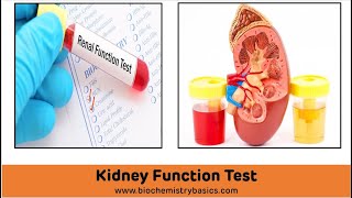 Kidney Function Tests Biochemistry  Renal Function Tests [upl. by Weihs]