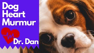 Dog Heart Murmur 3 Vet Tips [upl. by Adnylem434]