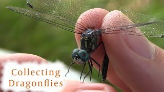 How to Collect Dragonflies [upl. by Annoel467]