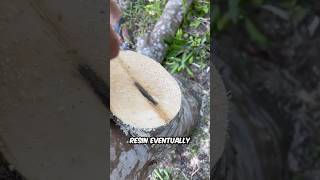 Agarwood Inoculation Process EXPLAINED [upl. by Huey]