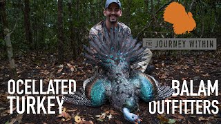 Ocellated Turkey Balam Outfitters  Yucatán Mexico  Mark V Peterson Hunting [upl. by Tessi772]