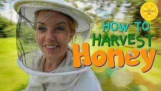 How to Harvest Honey  Beekeeping with Maddie 12 [upl. by Nyraf]