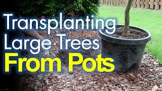 Transplanting Potted Trees Made Easy [upl. by Attennod]