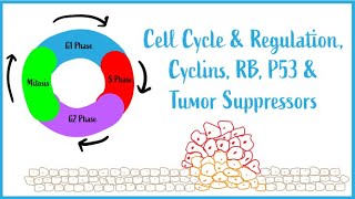 Cell Cycle amp Regulation Mitosis Cyclins RB P53 amp Tumor Suppressors USMLE Esssentials [upl. by Kipp662]