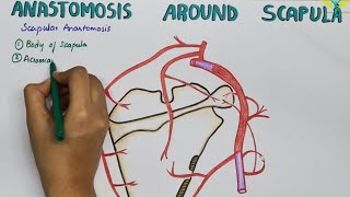 Scapular Anastamosis  Anastamosis Around the Scapula [upl. by Christye]