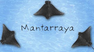 Las Mantarrayas son peces l las Mantarrayas Mini Documental [upl. by Chelsea]