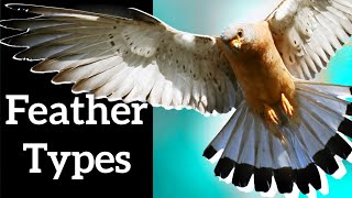 Types of Bird Feathers  Use Shape to Identify Feathers [upl. by Colb]