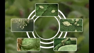 See how Potato Late Blight develops [upl. by Adym]