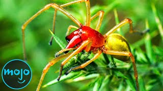 Top 10 Most Venomous Spiders On Earth [upl. by Wolford]