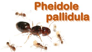 Ant care species guide 12  Pheidole pallidula [upl. by Esinev]