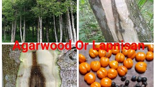 Agar Wood Or Lapnisan Plantations In the Philippines [upl. by Assennej]