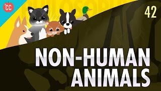 NonHuman Animals Crash Course Philosophy 42 [upl. by Mohun924]