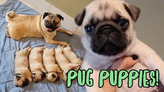 Pug Puppy Compilation [upl. by Enelia143]