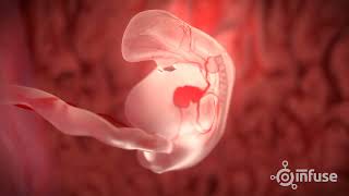 Fetal Development 3D Animation  Infuse Medical [upl. by Gyasi]