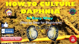 HOW TO CULTURE DAPHNIA In Easy Way [upl. by Cecelia811]