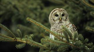 Voices Barred Owl [upl. by Nennahs]