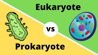 PROKARYOTES VS EUKARYOTES How cells are different [upl. by Lehsar]