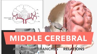 Ventricles of the Brain and CSF [upl. by Guinna374]