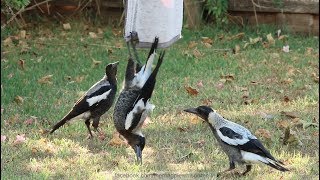 Australian Magpies Hanging Around  Part 1 [upl. by Mollie]