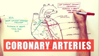 Coronary Arteries  Anatomy Tutorial [upl. by Rehtnug]