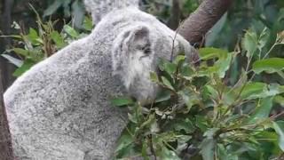 Phascolarctos cinereus Koala Feeding amp Climbing [upl. by Baer987]