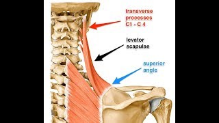 Levator scapulae exercise [upl. by Westleigh]