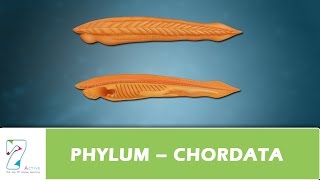 PHYLUM – CHORDATA [upl. by Nellahs90]