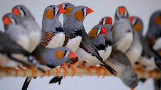 Finches Breeding and Diet Full Information [upl. by Laure253]