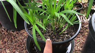 Growing UMBRELLA PAPYRUS collected  Cyperus Alternifolius  Umbrella Palm [upl. by Elimay777]