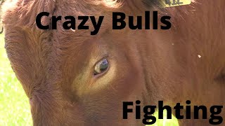 Crazy Bulls Fighting for Dominance RAW FOOTAGE [upl. by Enawyd]