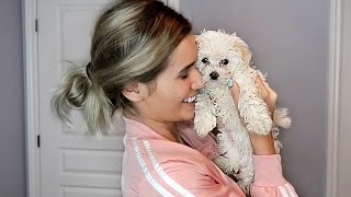 SURPRISING GIRLFRIEND WITH A PUPPY EXTREMELY CUTE [upl. by Laurianne668]