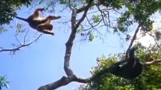 Ugandan Chimps Hunting  Life of Mammals  BBC Earth [upl. by Billye427]