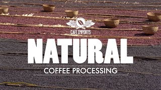 Natural Coffee Processing [upl. by Jollanta]