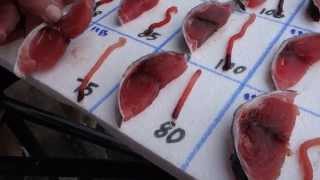 How To Grade Fresh Tuna  A Comprehensive Look [upl. by Groveman]