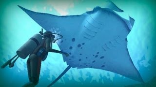 Manta ray a giant of the ocean [upl. by Anailuy476]